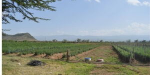 A photo of open land in Kenya.
